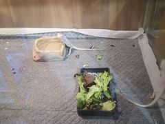 -酷以爬仙阁实体爬宠店·守宫·蜥蜴·专业繁育