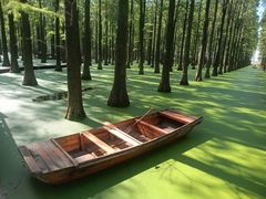 -渌洋湖湿地公园