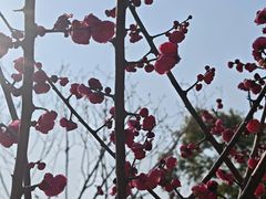 -长春观