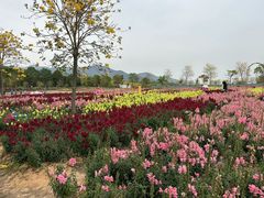 -天适樱花悠乐园