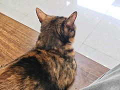 -瑞鹏宠物医院·夜间急症·心超·猫科(祖庙分店)