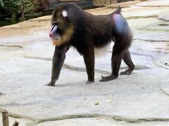 -贵州森林野生动物园