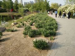 -群力丁香公园