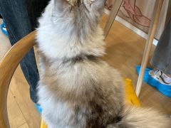 -Let's go狗咖·猫咖·奶狗·桌游(春熙路IFS店)