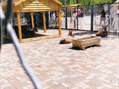 -长白岛森林公园