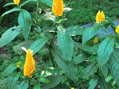 -中国科学院西双版纳热带植物园