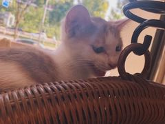 -平行世界·猫咖(首经贸店)
