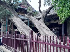 -晋祠公园