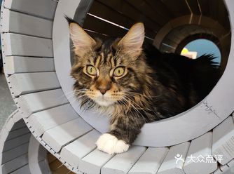 猫咪体验馆喝咖啡还畅饮哦