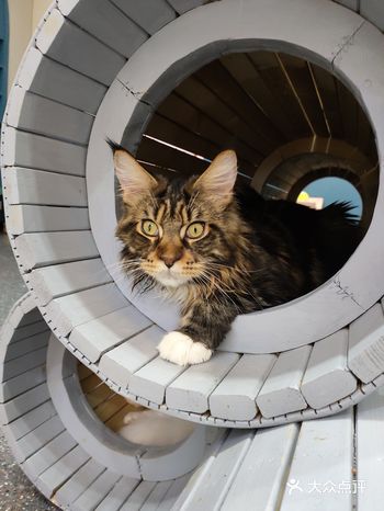 猫咪体验馆喝咖啡还畅饮哦