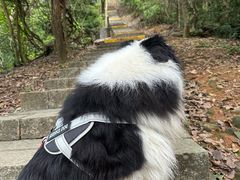 -清溪大王山森林公园