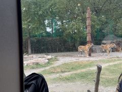 -上海野生动物园老虎餐厅