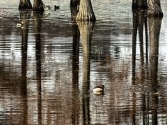 -白鹭湾湿地公园