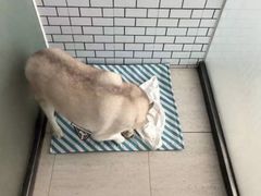 -趣玩宠物乐园寄养训犬训狗游泳池