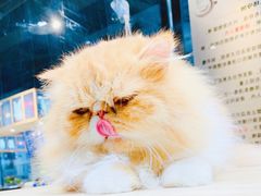 -藏猫猫咖啡主题馆(中央大道店)