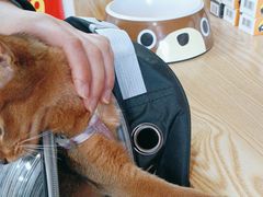 -中农大我爱我爱动物医院·核磁CT·猫病·24小时夜诊中心(石佛营店)