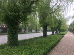 -曹州牡丹园