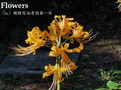 -杭州植物园