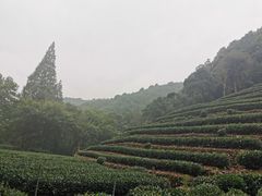 -龙井村