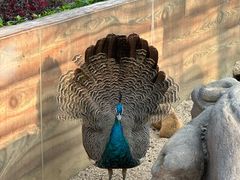 -森波拉奇妙世界