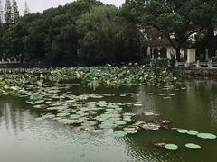 -花溪公园
