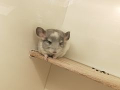 -龙猫仔乐园(惠福东路店)