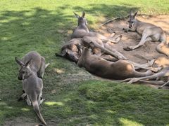 -西霞口神雕山野生动物世界