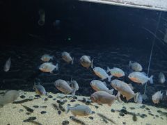 -泗洪洪泽湖湿地景区