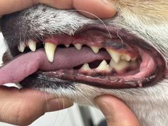 -八公叔叔宠物美容连锁(春申店)