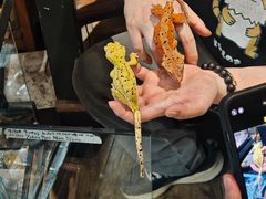 -酷以爬仙阁实体爬宠店·守宫·蜥蜴·专业繁育