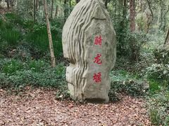 -上海佘山国家森林公园天马山园