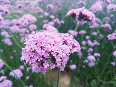 -杭州城北体育公园