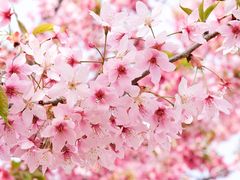 -古柏渡丰乐樱花园