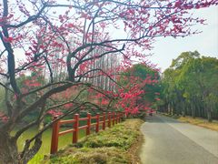 -上海海湾国家森林公园