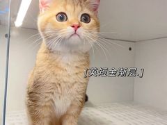 -lincat·猫舍(广州店)