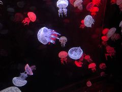 -烟台海昌鲸鲨海洋公园