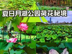 -月湖风景区