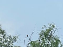 -上海吴淞炮台湾国家湿地公园
