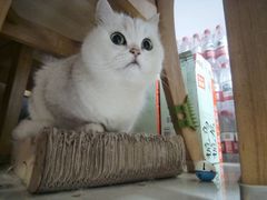 -安安宠医宠物医院·异宠·犬猫内科(岳阳分院)