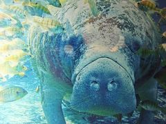 -烟台海昌鲸鲨海洋公园