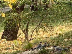 -元大都城垣遗址公园