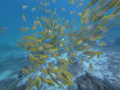 -卡帕莱度假村(西巴丹岛)