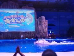 景点&nbsp;海豚表演-华夏文旅海洋公园