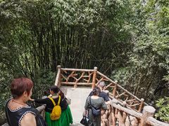 -铁山坪森林公园