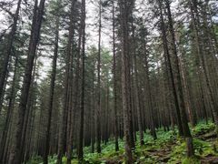 -芦芽山旅游度假区