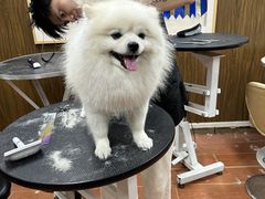 -鑫艺宠物美容培训学校