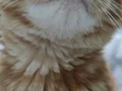 -关爱宠物医院·猫科中心·消化科(滨湖万达分院)