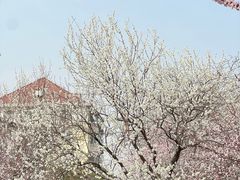 -桃花堤公园