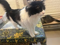 -平行世界·猫咖(首经贸店)