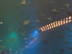 -海棠湾洲际-涛·海底餐厅·美人鱼·自助餐·海底隧道